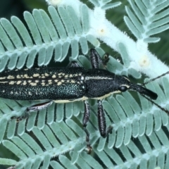 Rhinotia sp. in brunnea-group at Mulloon, NSW - 10 Jan 2022