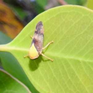 Brunotartessus fulvus at Kambah, ACT - 13 Jan 2022