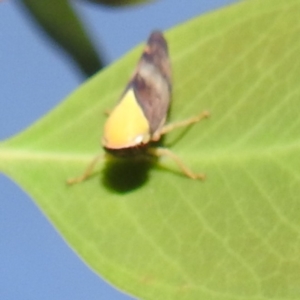 Brunotartessus fulvus at Kambah, ACT - 13 Jan 2022