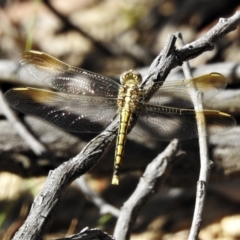 Orthetrum caledonicum (Blue Skimmer) at Mulligans Flat - 13 Jan 2022 by JohnBundock