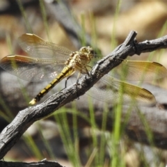 Orthetrum caledonicum at Forde, ACT - 13 Jan 2022