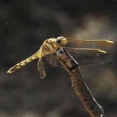 Orthetrum caledonicum at Forde, ACT - 13 Jan 2022