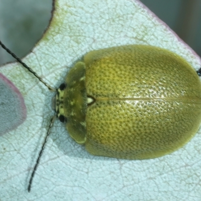 Paropsis porosa (A eucalyptus leaf beetle) at Stromlo, ACT - 29 Dec 2021 by jb2602