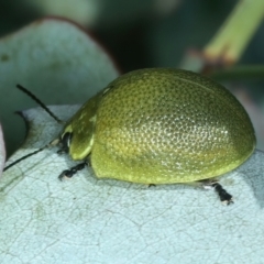 Paropsis porosa at Stromlo, ACT - 29 Dec 2021 01:35 PM