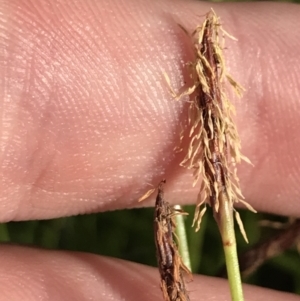 Eleocharis atricha at O'Malley, ACT - 5 Jan 2022