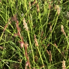 Eleocharis atricha at O'Malley, ACT - 5 Jan 2022