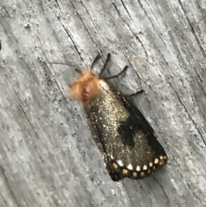 Epicoma contristis at Curtin, ACT - 6 Jan 2022 07:53 PM