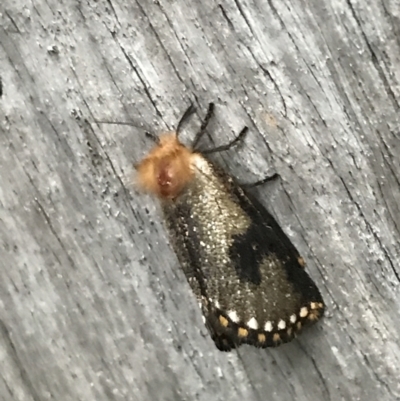 Epicoma contristis (Yellow-spotted Epicoma Moth) at Curtin, ACT - 6 Jan 2022 by Tapirlord