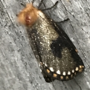 Epicoma contristis at Curtin, ACT - 6 Jan 2022 07:53 PM