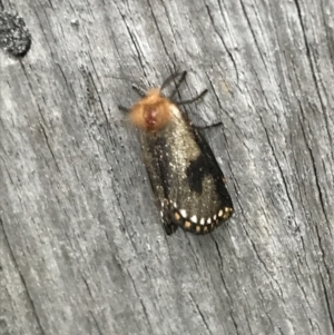 Epicoma contristis at Curtin, ACT - 6 Jan 2022