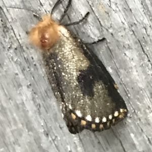 Epicoma contristis at Curtin, ACT - 6 Jan 2022 07:53 PM