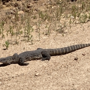 Varanus rosenbergi at Booth, ACT - 28 Dec 2021