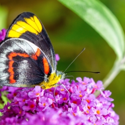 Delias nigrina (Black Jezebel) at Penrose, NSW - 1 Jan 2022 by Aussiegall