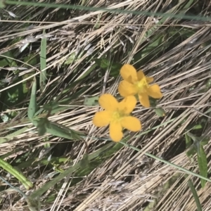 Hypericum gramineum at Rendezvous Creek, ACT - 10 Jan 2022 10:07 AM