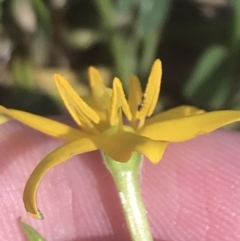 Hypoxis hygrometrica var. hygrometrica (Golden Weather-grass) at Rendezvous Creek, ACT - 9 Jan 2022 by Tapirlord