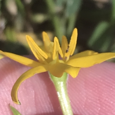 Hypoxis hygrometrica var. hygrometrica (Golden Weather-grass) at Rendezvous Creek, ACT - 10 Jan 2022 by Tapirlord