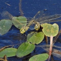 Anax papuensis (Australian Emperor) at Throsby, ACT - 13 Jan 2022 by JohnBundock