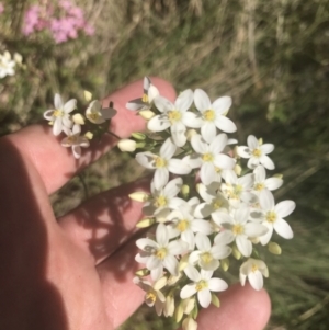 Centaurium erythraea at Rendezvous Creek, ACT - 10 Jan 2022 10:08 AM