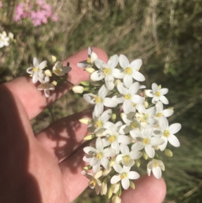 Centaurium erythraea (Common Centaury) at Rendezvous Creek, ACT - 10 Jan 2022 by Tapirlord