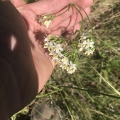 Centaurium erythraea at Rendezvous Creek, ACT - 10 Jan 2022