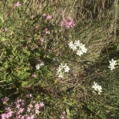 Centaurium erythraea at Rendezvous Creek, ACT - 10 Jan 2022 10:08 AM