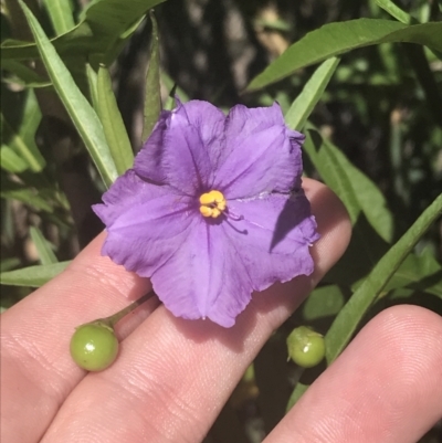 Solanum vescum (Green Kangaroo Apple) at Rendezvous Creek, ACT - 10 Jan 2022 by Tapirlord