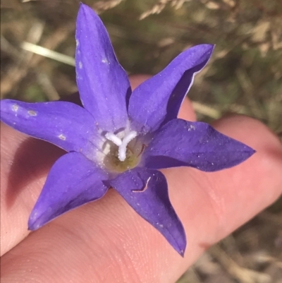 Wahlenbergia stricta subsp. stricta (Tall Bluebell) at Rendezvous Creek, ACT - 10 Jan 2022 by Tapirlord