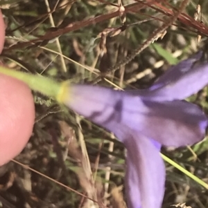 Wahlenbergia stricta subsp. stricta at Rendezvous Creek, ACT - 10 Jan 2022