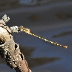 Austrolestes leda (Wandering Ringtail) at Forde, ACT - 13 Jan 2022 by JohnBundock