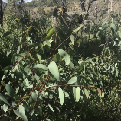 Eucalyptus dalrympleana subsp. dalrympleana (Mountain Gum) at Rendezvous Creek, ACT - 9 Jan 2022 by Tapirlord