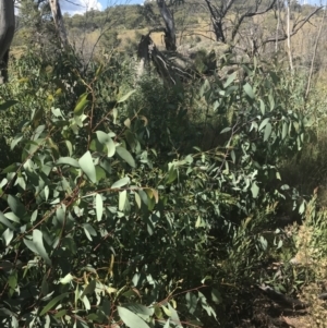 Eucalyptus dalrympleana subsp. dalrympleana at Rendezvous Creek, ACT - 10 Jan 2022 10:11 AM