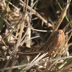 Praxibulus sp. (genus) (A grasshopper) at Rendezvous Creek, ACT - 9 Jan 2022 by Tapirlord