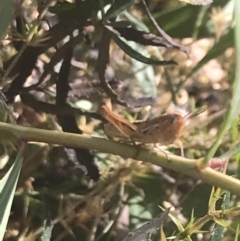 Praxibulus sp. (genus) at Rendezvous Creek, ACT - 10 Jan 2022