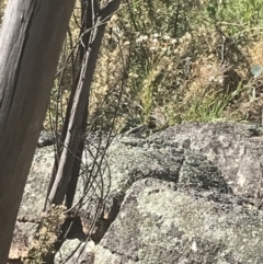 Varanus rosenbergi (Heath or Rosenberg's Monitor) at Rendezvous Creek, ACT - 10 Jan 2022 by Tapirlord