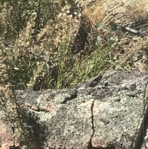 Varanus rosenbergi at Rendezvous Creek, ACT - suppressed