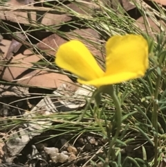 Gompholobium huegelii at Rendezvous Creek, ACT - 10 Jan 2022