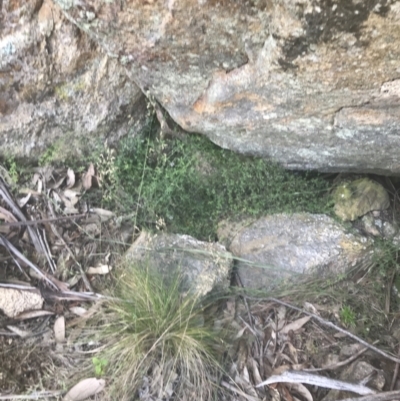 Galium polyanthum (Rockpile Bedstraw) at Rendezvous Creek, ACT - 10 Jan 2022 by Tapirlord