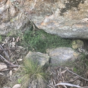 Galium polyanthum at Rendezvous Creek, ACT - 10 Jan 2022