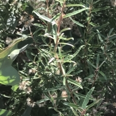 Olearia erubescens (Silky Daisybush) at Rendezvous Creek, ACT - 10 Jan 2022 by Tapirlord