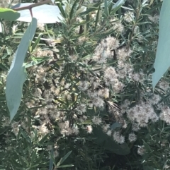 Olearia erubescens at Rendezvous Creek, ACT - 10 Jan 2022