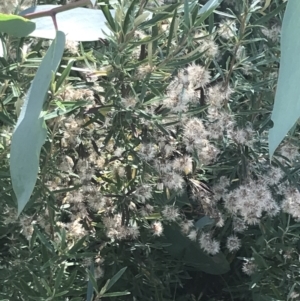 Olearia erubescens at Rendezvous Creek, ACT - 10 Jan 2022