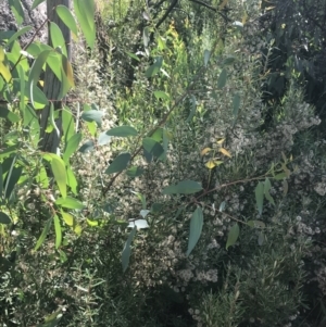 Olearia erubescens at Rendezvous Creek, ACT - 10 Jan 2022 10:29 AM