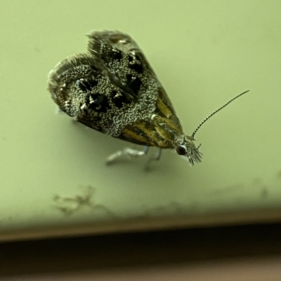 Tebenna micalis (Small Thistle Moth) at Jerrabomberra, NSW - 13 Jan 2022 by Steve_Bok
