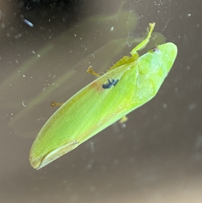 Ledrinae (subfamily) (A Flat-headed Leafhopper) at Jerrabomberra, NSW - 13 Jan 2022 by Steve_Bok