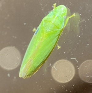 Ledrinae (subfamily) at Jerrabomberra, NSW - suppressed