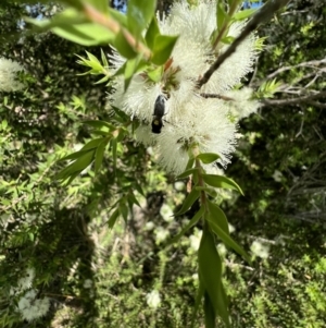 Hylaeus (Euprosopoides) perplexus at Murrumbateman, NSW - 13 Jan 2022