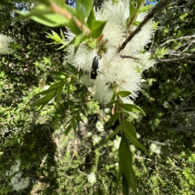 Hylaeus (Euprosopoides) perplexus at Murrumbateman, NSW - 13 Jan 2022 by SimoneC