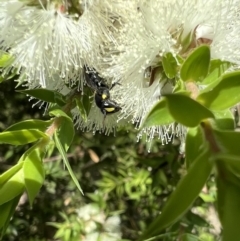 Hylaeus (Euprosopoides) perplexus at Murrumbateman, NSW - 13 Jan 2022 05:15 PM