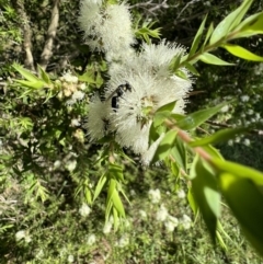 Hylaeus (Euprosopoides) perplexus at Murrumbateman, NSW - 13 Jan 2022 05:15 PM