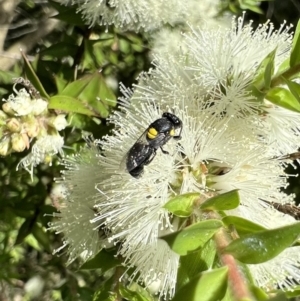 Hylaeus (Euprosopoides) perplexus at Murrumbateman, NSW - 13 Jan 2022 05:15 PM